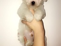 Maltese terrier bebekler 45 günlük