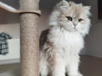 British Longhair Erkek