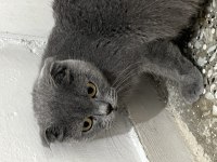 Kedimiz scottish fold