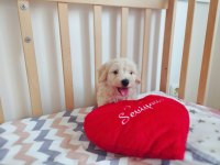 Erkek Maltipoo Yavrumuz