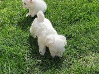 Maltipoo yavrularımız yeni yuvasına gitmeye hazır