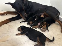 DOBERMAN DİŞİ ERKEK KİNG YAVRU