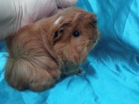 Safkan Ginepig Irklarımızı Görmeden Karar Vermeyin
