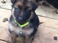 Üst kalite alman çoban köpeği yavrularımız