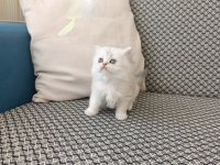 Silver kız kardeş kediler