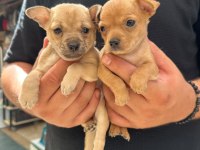 Minyatür Pinscher Yavrusu 45 Günlük