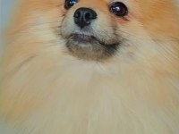 Mükemmel kürk yapısına sahip pomeranian dişi