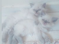 İran chinchilla ve İran persian