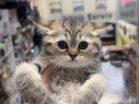 British shorthair tuvalet eğitimli