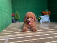 Toy Poodle Köpekler Referans Yavru