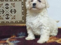 A kalite maltese bebekler