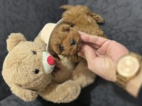 Toy poodle dişi ve erkek yavrumuz