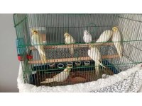 Bebek sultan papağanlar