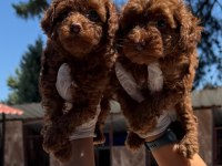 Toy poodle bebek köpeklerimiz