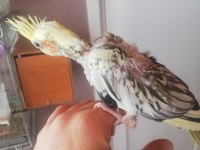 Yeni yeme düşecek olan pied Sultan yavruları