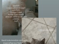 Kedilerimi Sahiplendiriyorum
