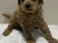 Irk garantili tam toy poodle yavrular dişi erkek