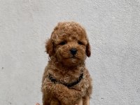 Sakan orjinal teacup poodle
