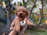 Toy Poodle Yavrumuz