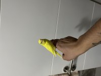 Sarı lutino ele alışık muhabbet kuşu
