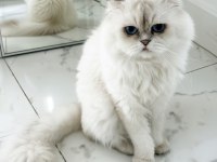 Masmavi gözlü scottish fold kedim