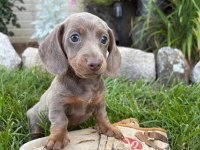 Çiftliğimizden A Kalite Dachshund Bebekler