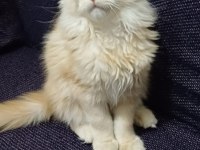Şampiyonların torunu anne baba şecereli maine coon