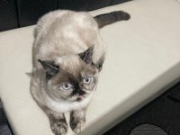 Sütlaç yuva arıyor british shorthair