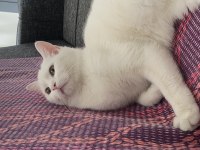 British shorthair x yerli tekir