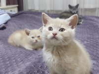 2 ADET ERKEK BRİTİSH SHORTHAİR