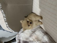 TEACUP POMERANİAN BOO 2.5 AYLIK