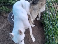MAVİ GÖZLÜ SÜT BEYAZ ERKEK HUSKY SİBİRYA KURTLARI