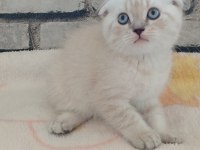 3 erkek kardeş 50 günlük