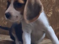 Beagle Yavrularımız