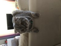 Scottish Fold Luna Kızımıza Yuva Arıyoruz