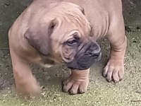 A Class Dev Adayı Presa Canario Yavruları