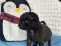 Yavru dişi erkek pug mops