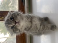 Scottish Fold Dişi Yavru Sahiplendirilecektir