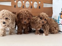 Petmode Köpek Çifrliğinde Ziyarete Açık Maltipoo