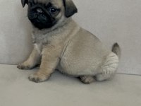 Erkek pug yavrumuz yeni ailesini arıyor