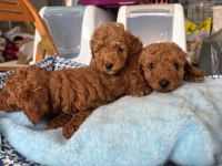 TOY POODLE KÖPEKLER TÜY DÖKMEZ