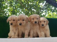 Elit Patiler Farkıyla Golden Retriever Yavrular