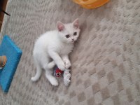 Yeni Yuvasına Gitmeye Hazır Dişi British Shorthair Yavrumuz