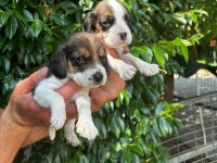 BEAGLE YAVRULARI ÜCRETSİZ DEĞİLDİR