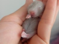 Hamster Yavrular