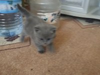 Sağlıklı oyuncu british shorthair bebekler