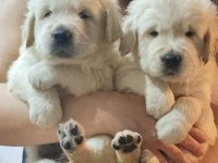 Golden Retriever Yavrular İstenirse Kapınıza Teslim