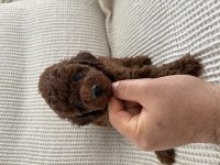 Toy Poodle Teslime Hazır Dişi Erkek Yavrular