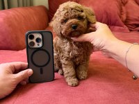 Sevimli Toy Poodle Yavrularımız Yeni Ailelerini Arıyor