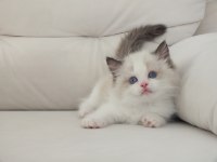 Full şecereli ragdoll yavruları